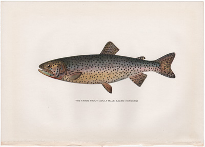 THE TAHOE TROUT